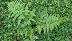 Pteris tremula