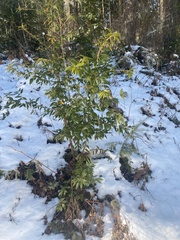 Prunus lusitanica