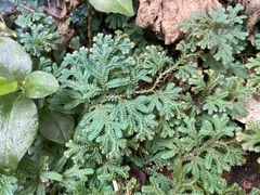 Selaginella uncinata