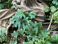 Selaginella uncinata