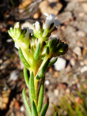 Euchaetis diosmoides