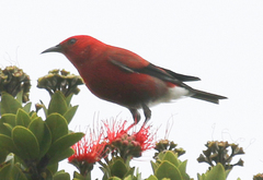 Himatione sanguinea