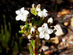 Euchaetis diosmoides
