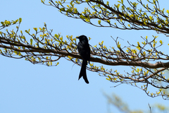 Dicrurus macrocercus harterti