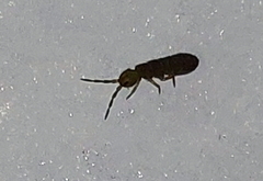 Isotominae