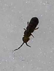 Isotominae