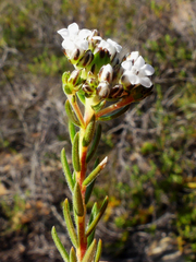 Euchaetis diosmoides