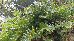 Polypodium macaronesicum azoricum