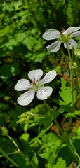 Geranium richardsonii