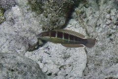 Coris caudimacula