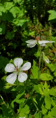 Geranium richardsonii
