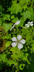 Geranium richardsonii