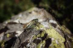Decticus verrucivorus
