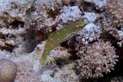Dapple coris (Coris variegata) — Labridae — 2