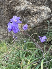 Dipterostemon capitatus