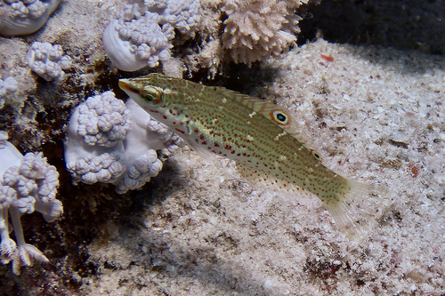 Dapple coris (Coris variegata) — Labridae — 3