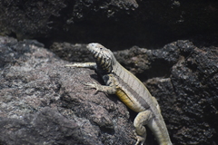 Microlophus peruvianus