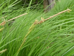 Carex stricta