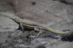 Microlophus peruvianus