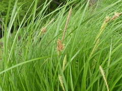 Carex stricta