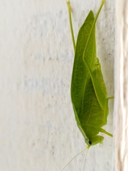 Philophyllia guttulata