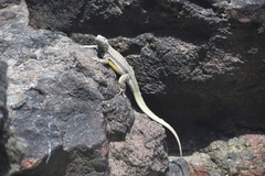 Microlophus peruvianus