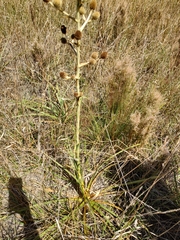 Eryngium horridum