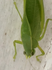 Philophyllia guttulata