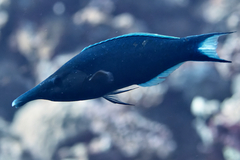 Gomphosus klunzingeri