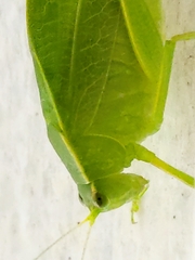 Philophyllia guttulata