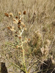 Eryngium horridum