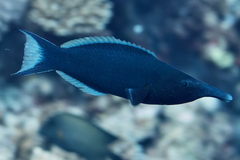 Gomphosus klunzingeri