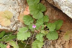 Erodium