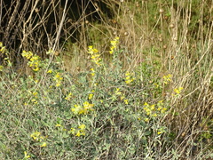 Anthyllis cytisoides