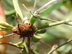 Codophila varia
