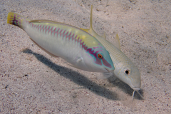 Halichoeres scapularis