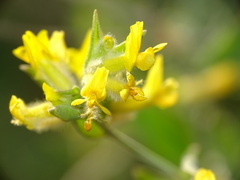 Anthyllis cytisoides