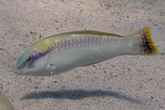 Halichoeres scapularis