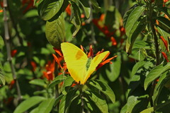 Phoebis philea