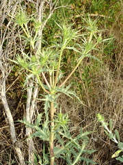 Eryngium campestre