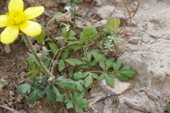 Ranunculus cupreus