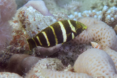 Red Sea Thicklip Wrasse photo 1