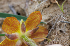 Ranunculus cupreus