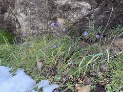 Dipterostemon capitatus