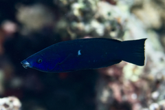 Larabicus quadrilineatus