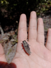 Chrysochroinae