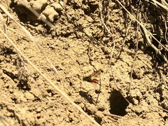 Sphecodes albilabris