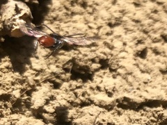 Sphecodes albilabris
