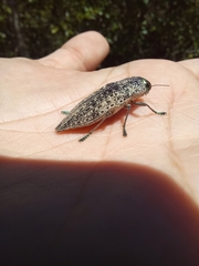Chrysochroinae
