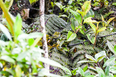 Chlorospingus semifuscus